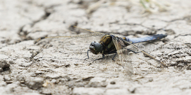 黑尾蜻蜓(Orthetrum cancellatum)雄性